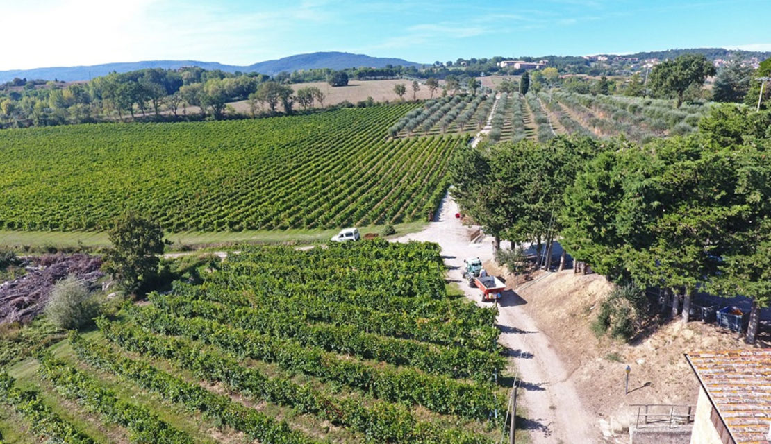 IMPRENDITORE AGRICOLO PROFESSIONALE: L’OTTENIMENTO DELLA QUALIFICA E DELLE AGEVOLAZIONI PREVISTE DALLA LEGGE